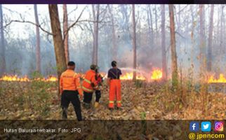 Hutan Baluran Terbakar Gara-Gara Puntung Rokok - JPNN.com