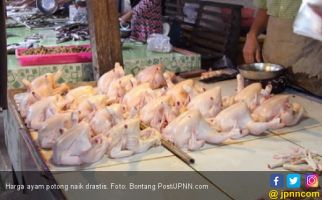 Harga Ayam Potong Tembus Rp 100 Ribu per Ekor - JPNN.com