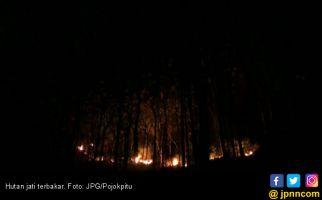 Ada yang Sengaja Membakar Puluhan Hektar Hutan Rakyat - JPNN.com