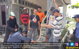 Warga Nyaris Diserang King Kobra 2,5 Meter saat Kerja Bakti - JPNN.com