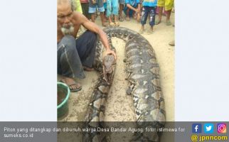 Ular Piton Sepanjang 7 Meter Ditangkap Warga Pulau Tengah - JPNN.com