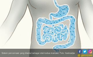 Ternyata Tubuh Manusia Memiliki 'Otak Kedua' Loh - JPNN.com