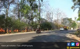 Hutan Jati Perhutani di Pinggir Jalan Lagi - JPNN.com