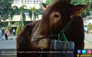 Usai Salat Id, Tito Karnavian Langsung Kurban Sapi 1,3 Ton - JPNN.com
