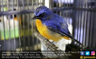 Indonesia Memiliki Jumlah Spesies Burung Terbanyak di Dunia, Tetapi.. - JPNN.com