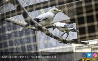 Berita Terbaru yang Penting Diketahui Para Pecinta Burung - JPNN.com