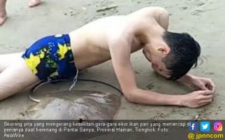 Auuwww Sakitnya, Anu Pria Ini Tersengat Ikan Pari - JPNN.com