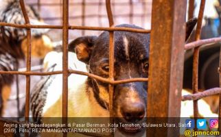 Daging Anjing Laris Manis, Langsung Dieksekusi di Tempat - JPNN.com