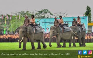 Tiga Gajah Iringi Pembukaan Pertikawan di Riau - JPNN.com