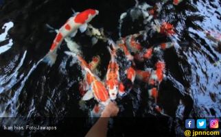 Ingin Kurangi Stres, Pelihara Saja Ikan Hias, Ini 3 Manfaatnya Lho - JPNN.com