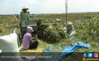 Duh, Padi Puluhan Hektar Dihancurkan Angin Kencang - JPNN.com