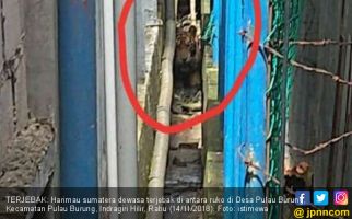Harimau Terjebak di Ruko Bikin Geger Warga Indragiri Hilir - JPNN.com