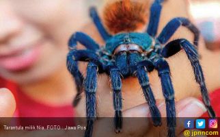 Cewek ini Pelihara 100 Tarantula - JPNN.com