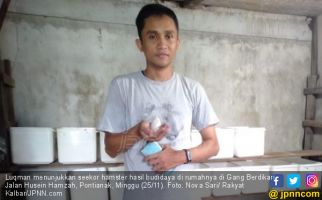 Beternak Hamster, Omzet Bisa Puluhan Juta Rupiah per Bulan - JPNN.com