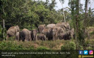 43 Gajah Masuk Kampung, Warga Arul Cincin Terpaksa Mengungsi - JPNN.com