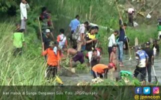 Warga Berebut Ikan Mabuk di Sungai Bengawan Solo - JPNN.com