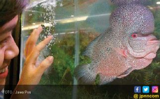 Pecinta Louhan Wajib Baca, Ini Caranya Ikan Tetap Cantik - JPNN.com