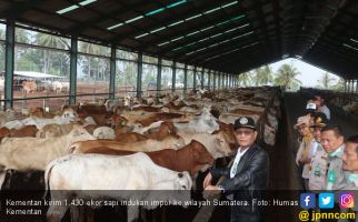 Kementan Salurkan 1.430 Ekor Sapi Indukan ke Daerah Sumatera - JPNN.com