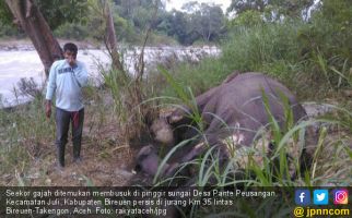 Seekor Gajah Ditemukan Mati dengan Gading Hilang di Bireuen - JPNN.com