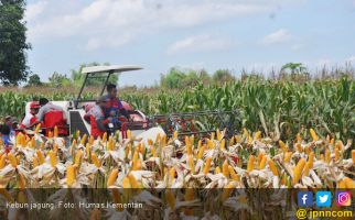 Petani Malangbong Garut Siap Panen Jagung 1.523 Ha - JPNN.com