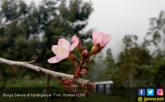 Inilah Manfaat Bunga Sakura untuk Rawat Kulit Cantikmu - JPNN.com
