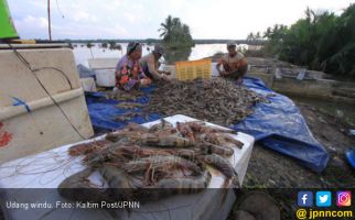 Ekspor Sektor Perikanan Bagus, Udang Windu Jadi Andalan - JPNN.com