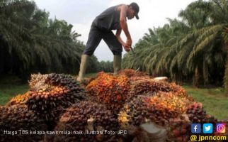 Harga TBS Kelapa Sawit Mulai Naik, Petani Semangat Lagi - JPNN.com