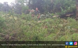 Hutan di Taman Nasional Kerinci Seblat Kembali Dirambah - JPNN.com