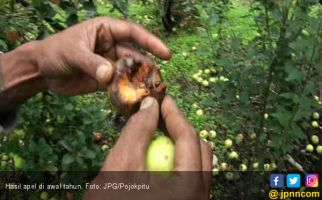 Petani Apel Malang Gigit Jari di Awal Tahun - JPNN.com