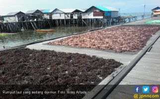7 Manfaat Rumput Laut yang Bikin Anda Terpana - JPNN.com