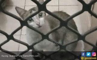 Polisi Buru Pria Pemakan Kucing Hidup Hingga ke Banten - JPNN.com