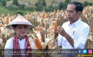Presiden Jokowi Senang Impor Jagung Menurun Drastis - JPNN.com