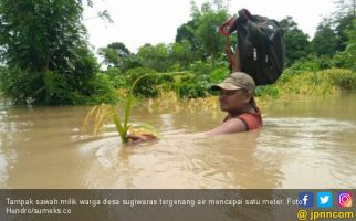 Terendam Banjir, Sepuluh Hektare Sawah di Desa Sugiwaras Gagal Panen - JPNN.com