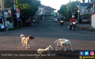 Setop Jual Beli Daging Anjing, Akademisi Sarankan Koster Bikin Pergub - JPNN.com
