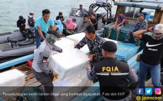 KKP Gagalkan Penyelundupan 245 Ribu Benih Lobster di Batam, Nilainya Fantastis - JPNN.com