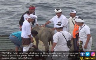 Warga Tenggelamkan Kerbau Ke Laut, Nih Tujuannya - JPNN.com