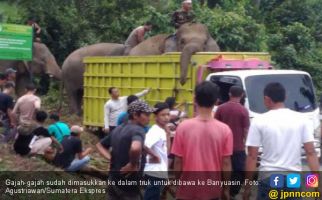 Delapan Gajah Lahat Diungsikan ke Banyuasin - JPNN.com
