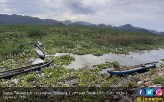  Manjakan Mata di Hamparan Teratai Danau Taliwang - JPNN.com