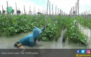 Petani Melon Meratap Lihat Kebun yang Hancur Begini - JPNN.com