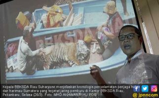 Terjerat Jaring Pemburu, Penjaga Hutan Nyaris Jadi Santapan Harimau Sumatera - JPNN.com