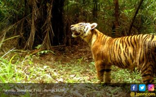 Harimau Sumatera yang Tersisa di Sumut Diperkirakan Hanya 35 Ekor - JPNN.com