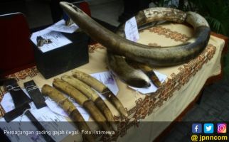 KLHK Bongkar Jaringan Perdagangan Gading Gajah Secara Online - JPNN.com
