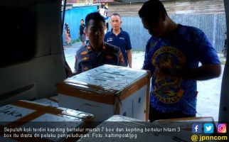 Penyeludupan 1.200 Ekor Kepiting Bertelur ke Malaysia Kembali Digagalkan Polairud - JPNN.com