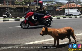 Anjing Gila Teror Warga Kasui Waykanan, Dua Orang Jadi Korban - JPNN.com