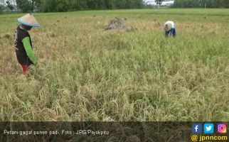 Saluran Irigasi Kering, 60 Hektar Sawah Gagal Panen - JPNN.com