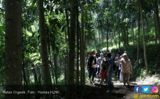 KLHK Siapkan Bibit Pohon Untuk Rehabilitasi Hutan dan Lahan - JPNN.com
