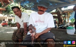 Anak Babi Berkepala Gajah Bikin Heboh Warga Buleleng - JPNN.com