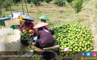 Manis dan Segarnya Budidaya Jeruk Lemon - JPNN.com