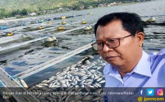 Akibat Semburan Belerang dari Danau, Ribuan Ikan Mati - JPNN.com
