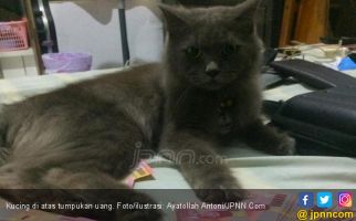 Kecaman Garda Satwa untuk Pemakan Kucing Hidup - JPNN.com